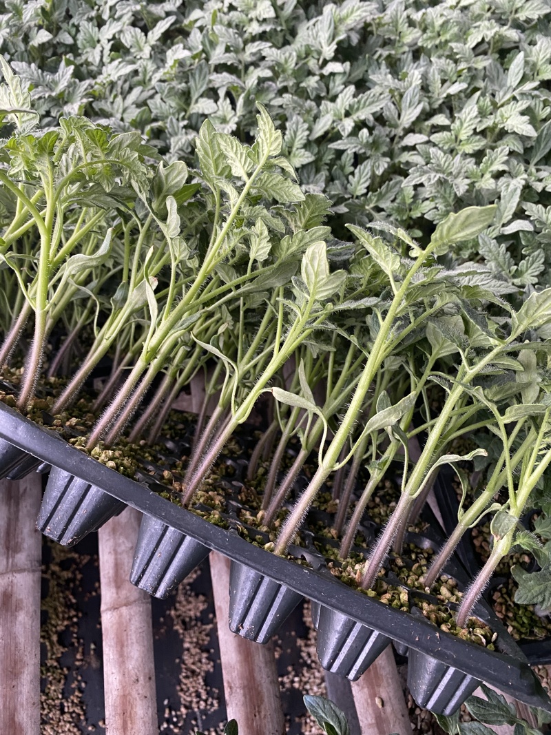 沙瓤番茄苗普罗旺斯西红柿苗草莓番茄苗浓绿肩铁皮柿子苗