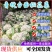 《推荐》安徽花菜青梗白面松花菜散花小米粒全国发货