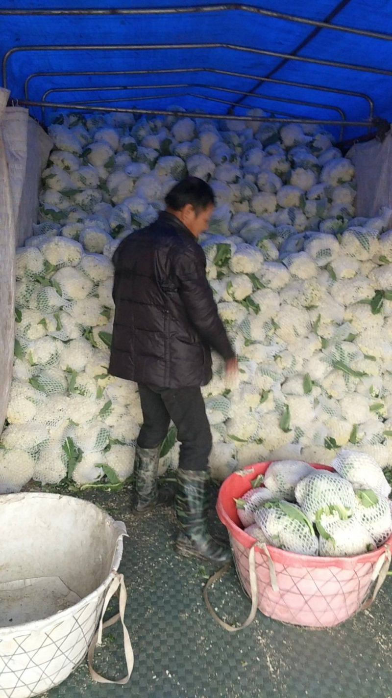 《推荐》安徽花菜青梗白面松花菜散花小米粒全国发货