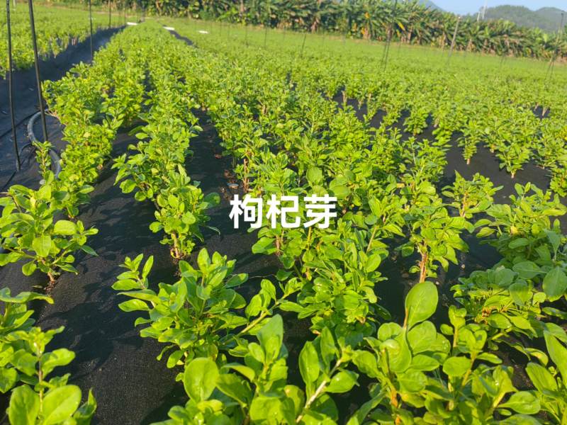 枸杞芽