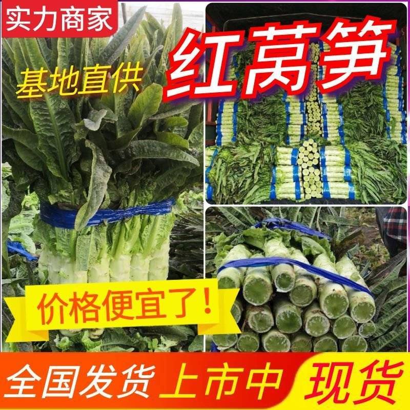 红莴笋《实力商家》安徽莴笋砀山莴笋红尖叶莴苣红莴苣