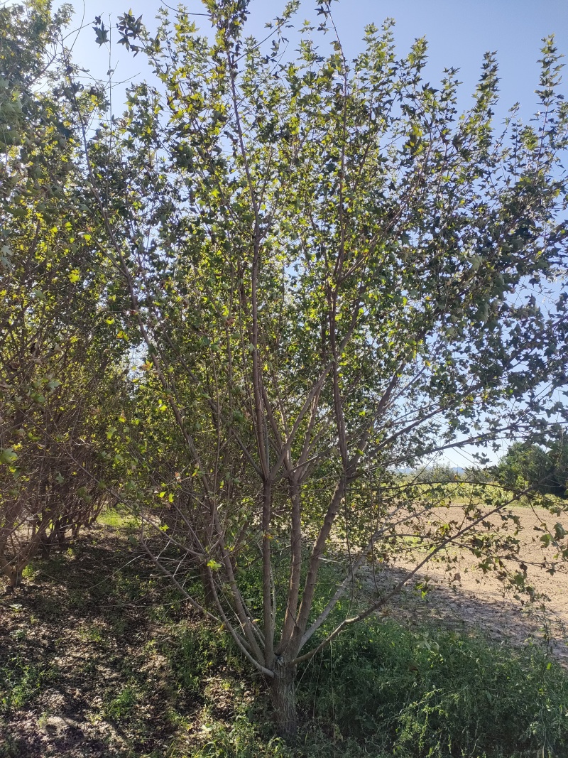 【推荐】五角枫专业种植品质保障价优可视频看货欢迎