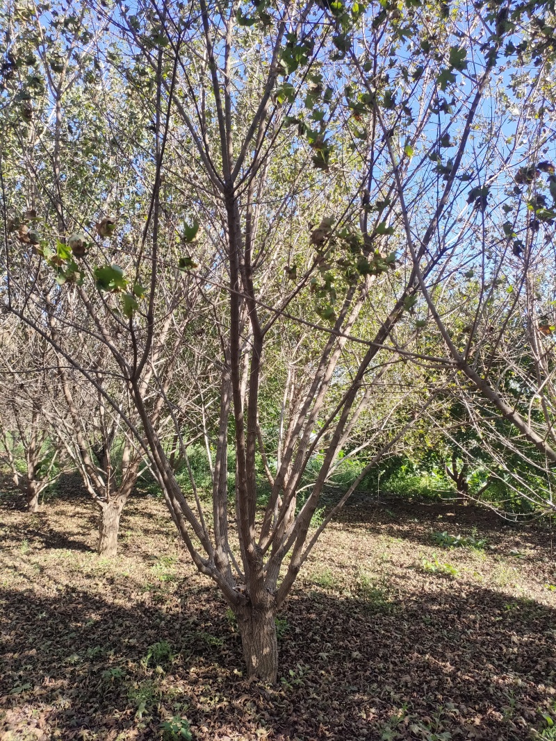 【推荐】五角枫专业种植品质保障价优可视频看货欢迎