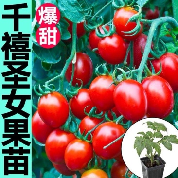 千禧圣女果苗贝贝小番茄苗千禧果种苗寿光种苗基地直发
