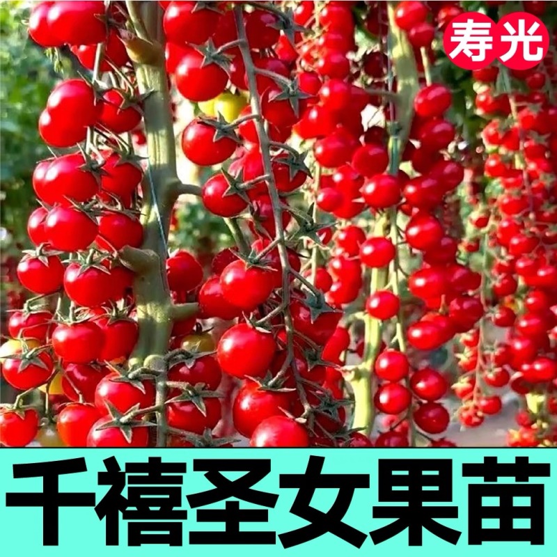 千禧圣女果苗贝贝小番茄苗千禧果种苗寿光种苗基地直发