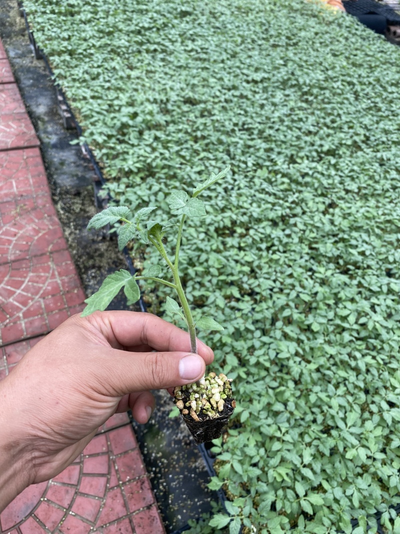 千禧圣女果苗贝贝小番茄苗千禧果种苗寿光种苗基地直发