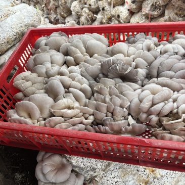 精品平菇，价格美丽，量大产地直发产品质好