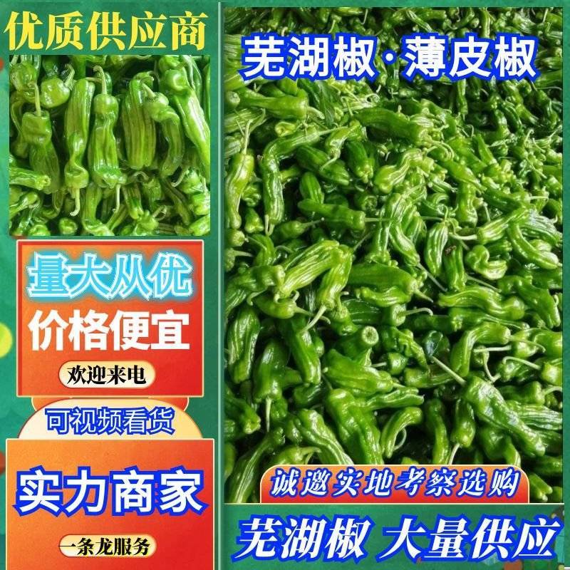 《薄皮椒》安徽鲜辣椒砀山薄皮椒基地直供全国代发