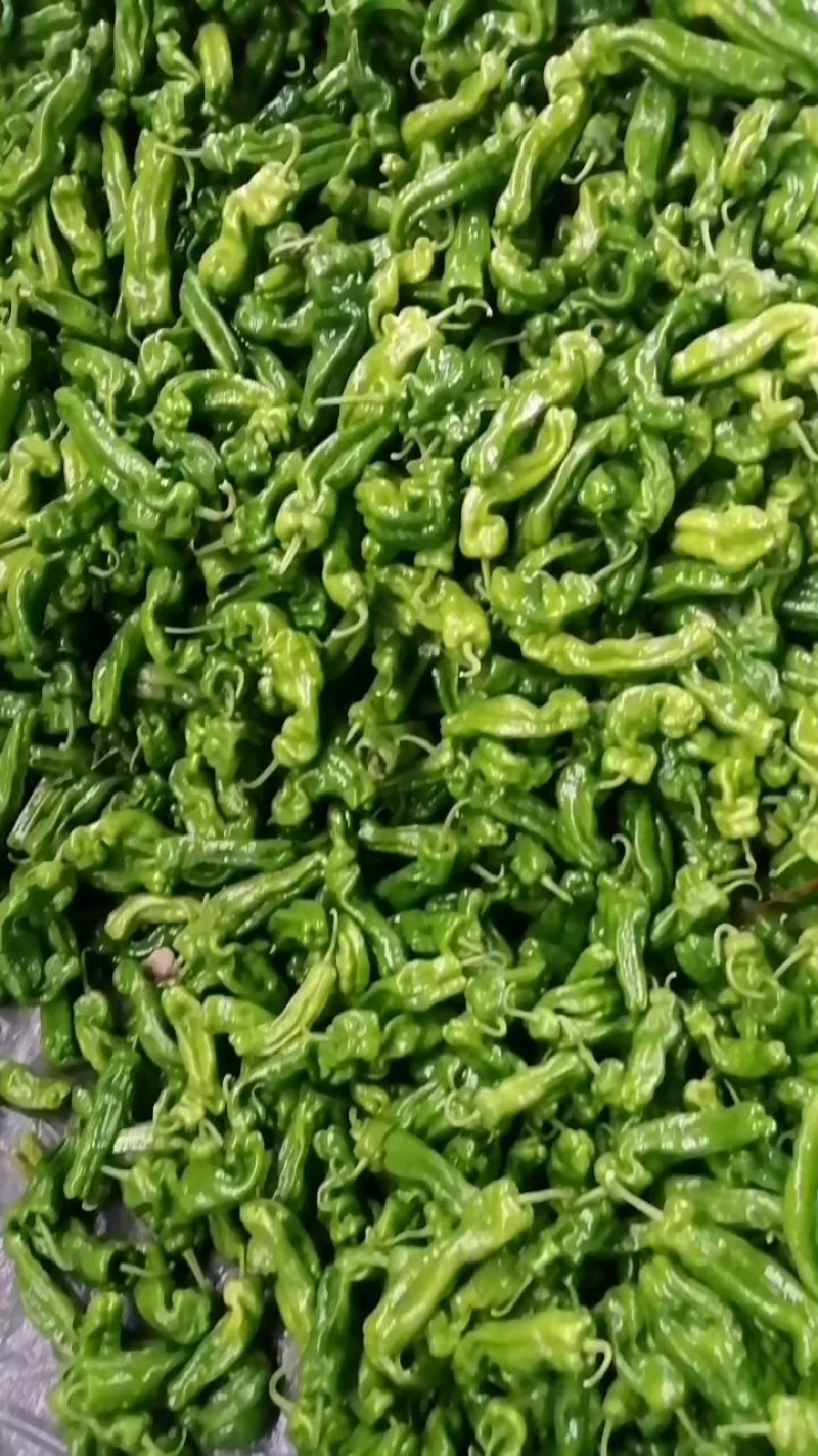 《芜湖椒》安徽鲜辣椒砀山芜湖椒现摘基地直供全国发