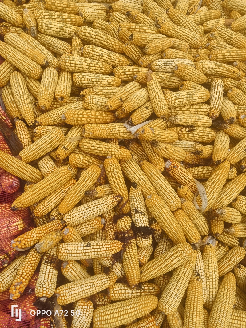 精品玉米