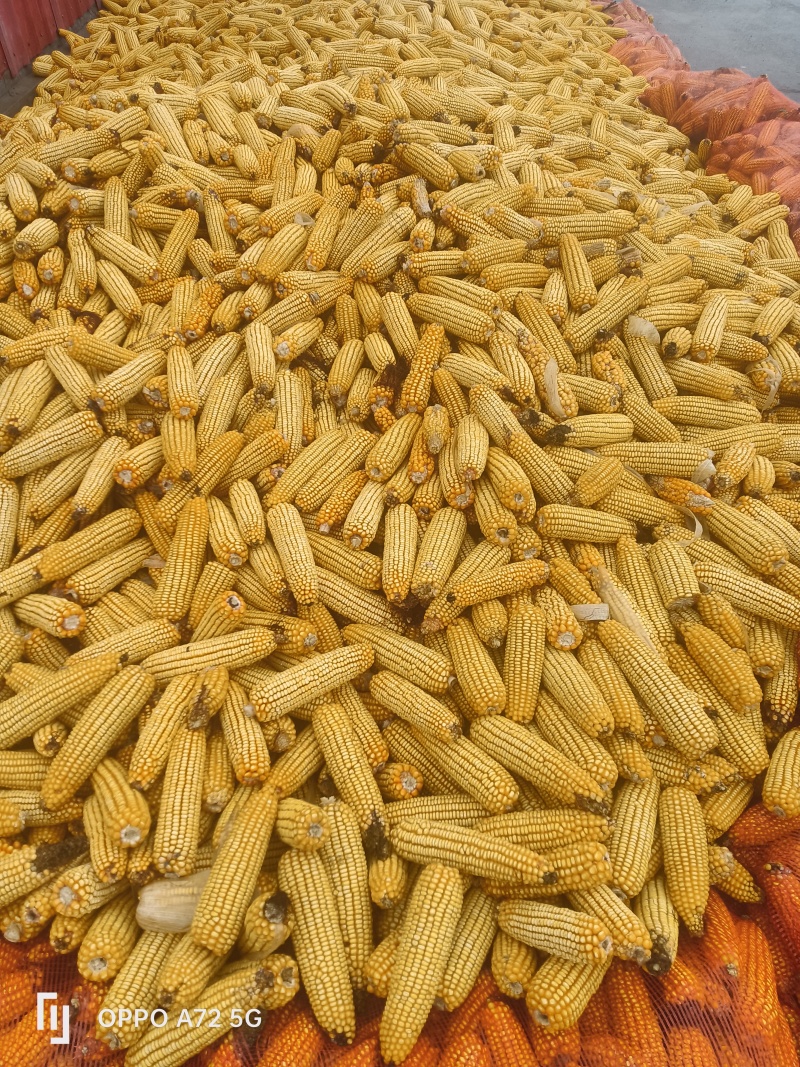 精品玉米