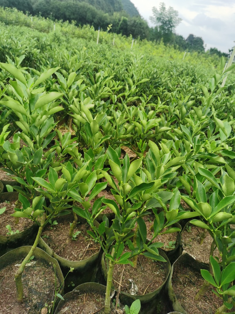 脆蜜金桔苗脆蜜金桔，纯甜脆