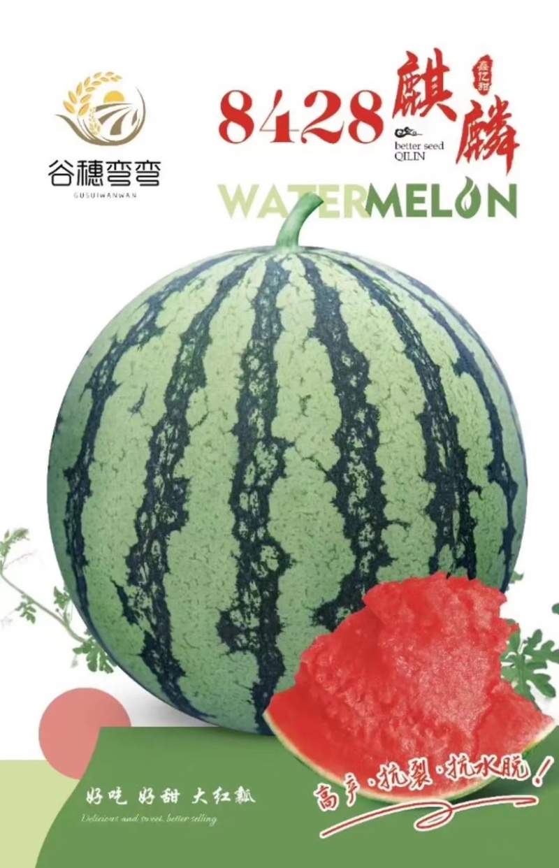 自生苗8428麒麟美都有籽西瓜，皮薄大红瓤