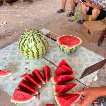 自生苗8428麒麟美都有籽西瓜，皮薄大红瓤