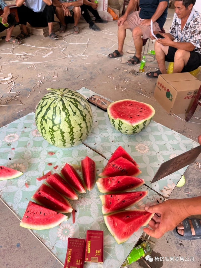 自生苗8428麒麟美都有籽西瓜，皮薄大红瓤