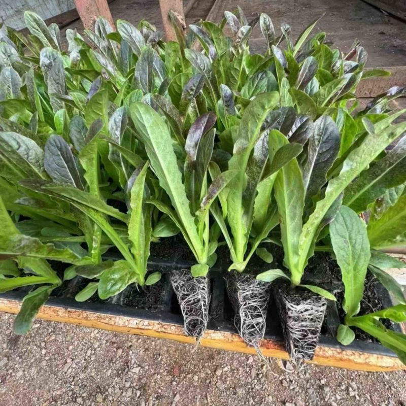 红尖叶莴笋苗