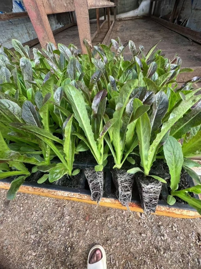 红尖叶莴笋苗