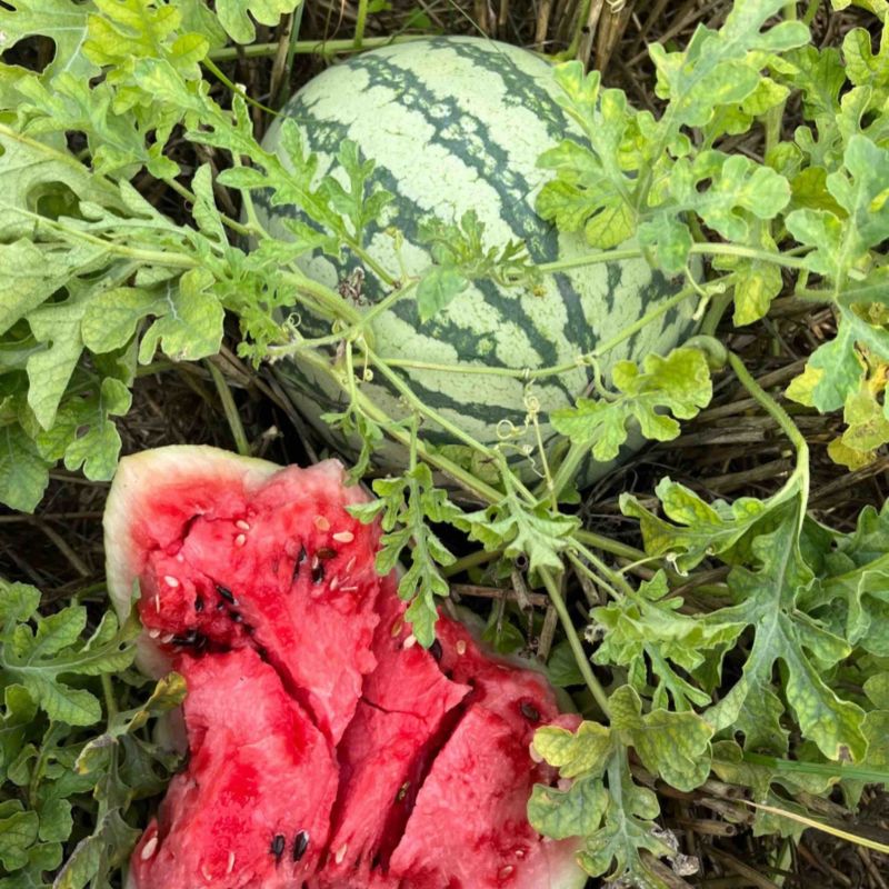 【实力商家】万亩露天麒麟美都西瓜有籽西瓜基地直供