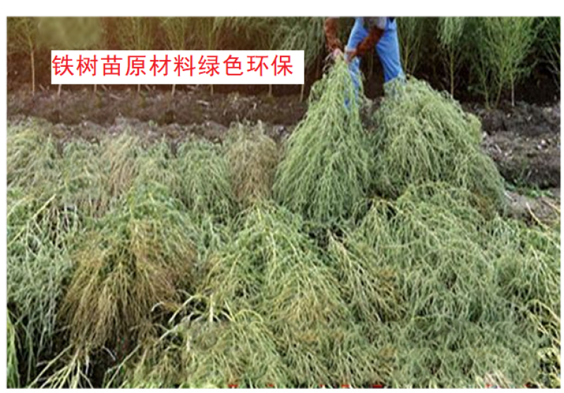 【实力推荐】铁树苗扫把扫帚家用扫地扫马路车间庭院学校