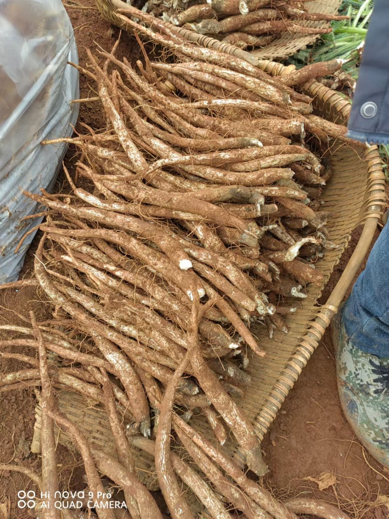 云南昆明马刺根健康来自农场直供品质保证量大优惠