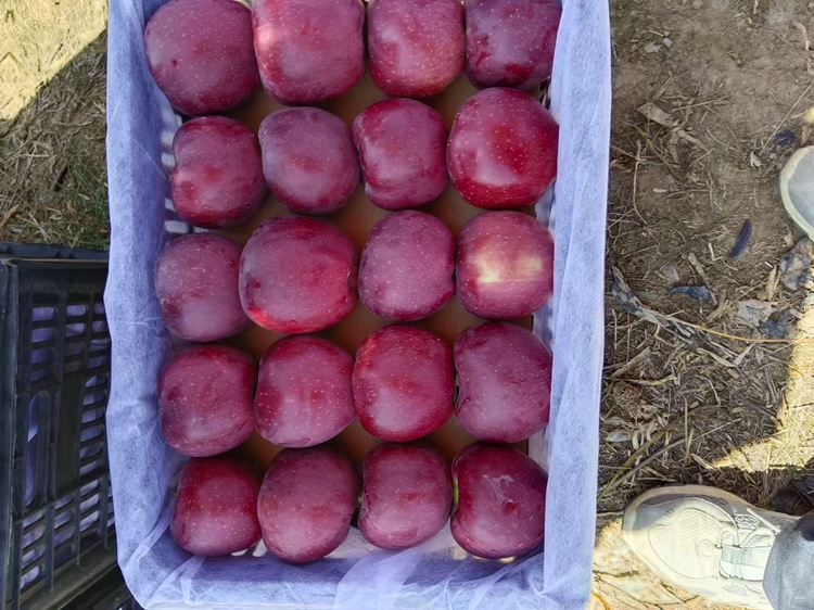 花牛苹果在冷库中整齐摆放