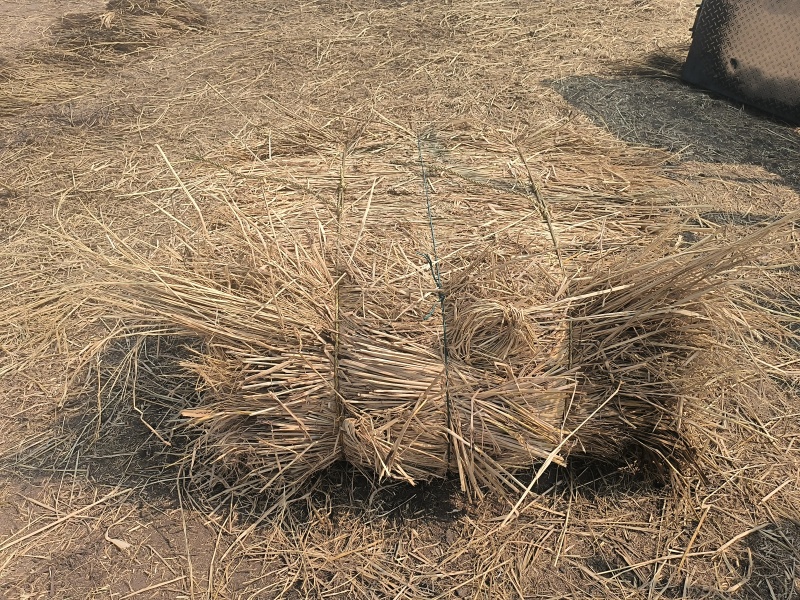 治沙稻草