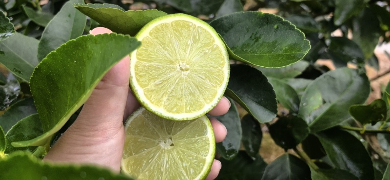 塔希提柠檬
