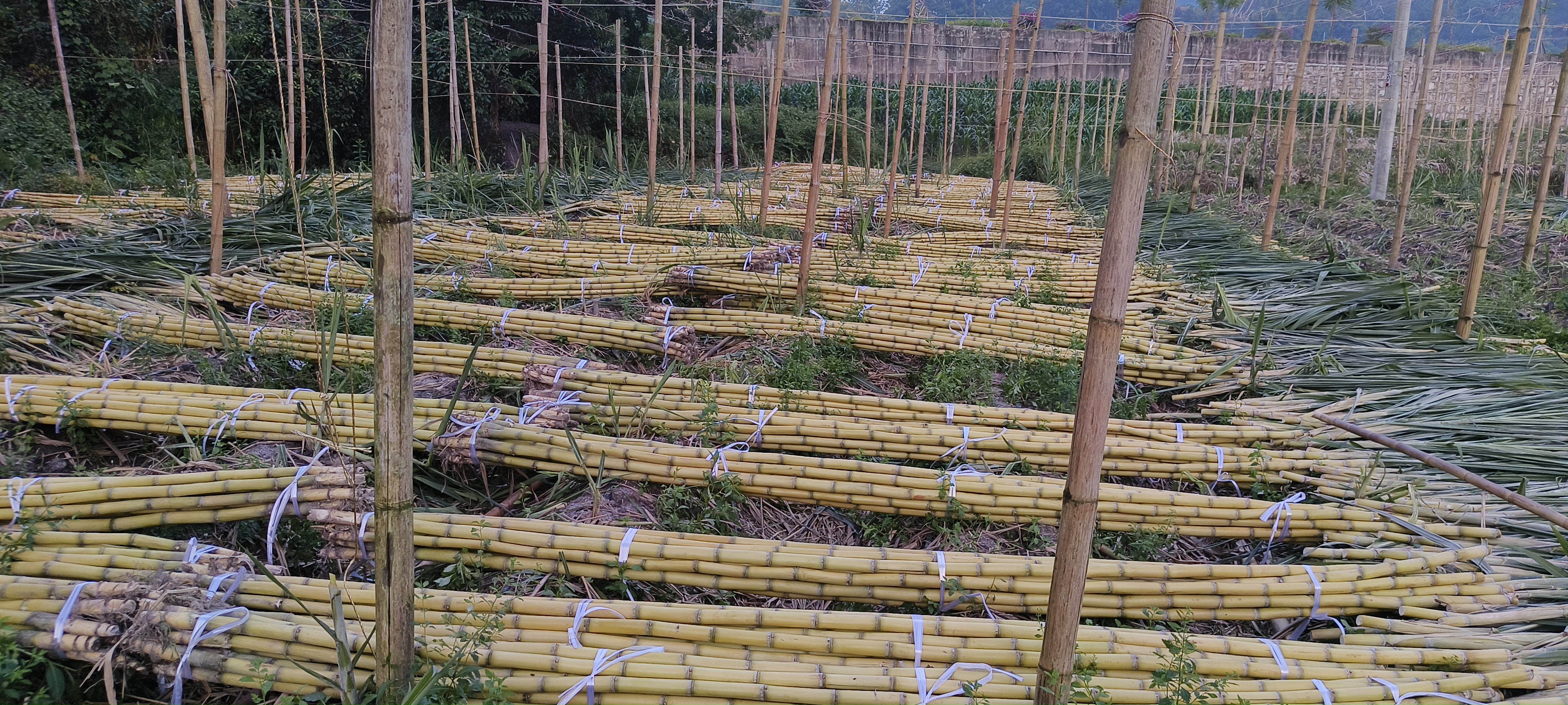 黑皮甘蔗加工与销售场景