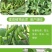 豆角荚多宝芸豆扁豆四季豆菜豆豆角豆类拉长拉直保花利荚
