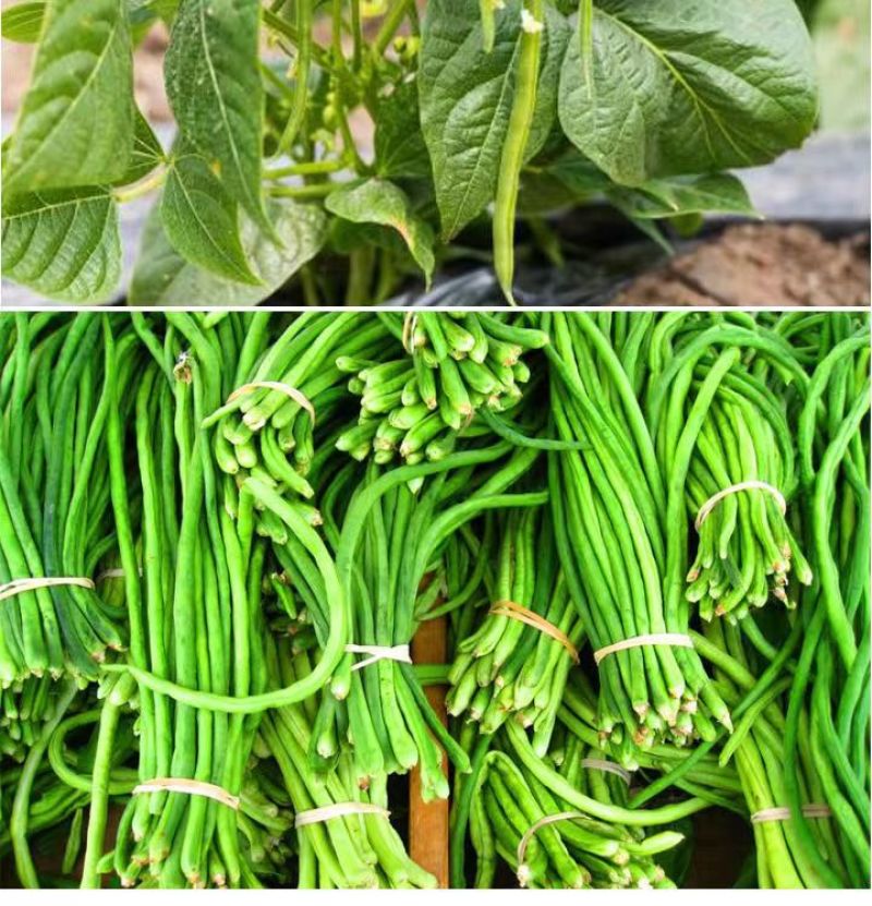豆角荚多宝芸豆扁豆四季豆菜豆豆角豆类拉长拉直保花利荚
