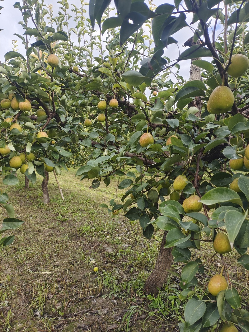 新疆库尔勒香梨，120克特级梨，果型干净通红全母梨