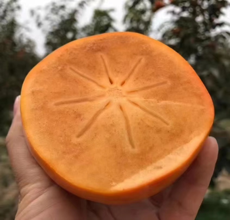 阳丰次郎巧克力脆柿，脆甜爽口，对接全国，大量供应，保质保