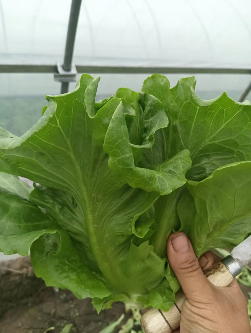 南通精品生菜！南通产地直发量大从优！欢迎来电咨询！