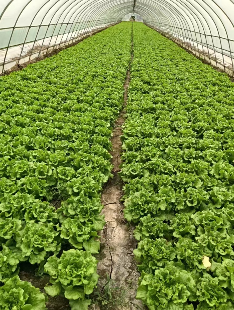 南通精品生菜！南通产地直发量大从优！欢迎来电咨询！