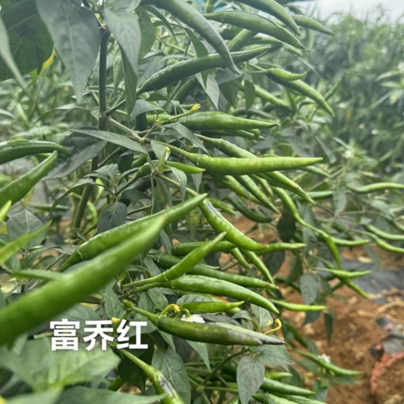 富乔红朝天椒种子抗寒耐热抗病香辣大果型朝天椒种子硬度好辣