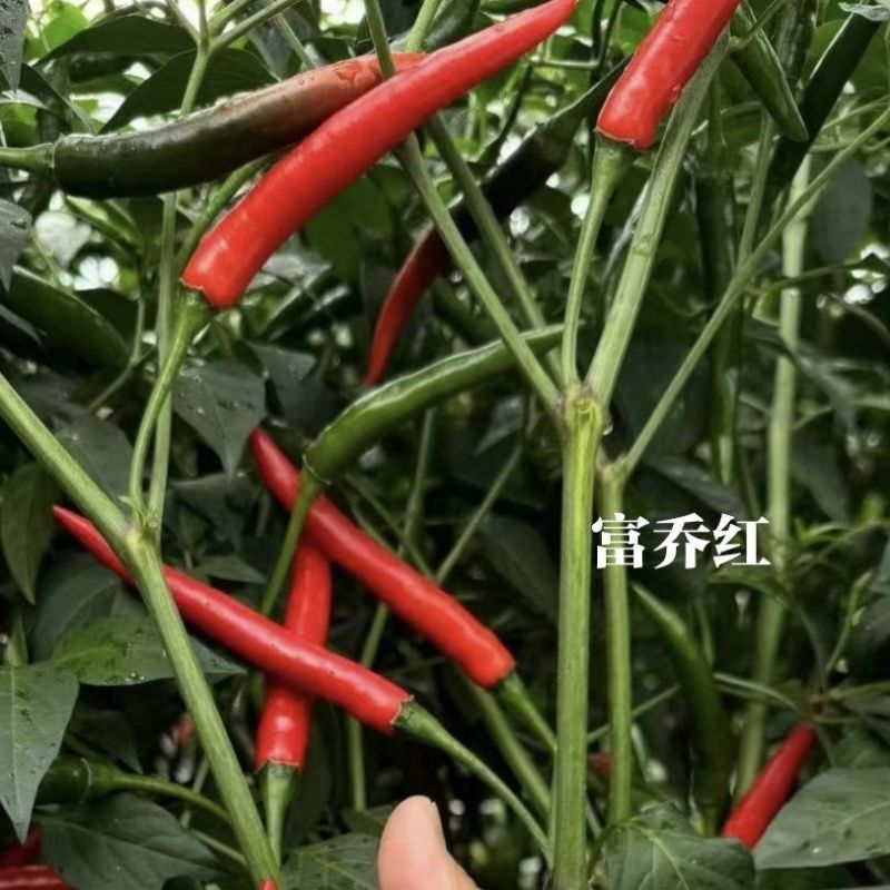 富乔红朝天椒种子抗寒耐热抗病香辣大果型朝天椒种子硬度好辣