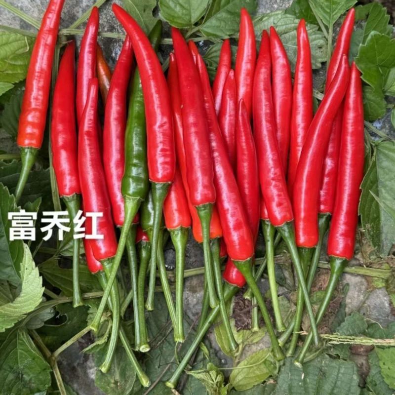 富乔红朝天椒种子抗寒耐热抗病香辣大果型朝天椒种子硬度好辣