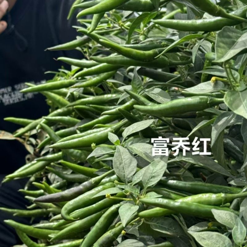 富乔红朝天椒种子抗寒耐热抗病香辣大果型朝天椒种子硬度好辣
