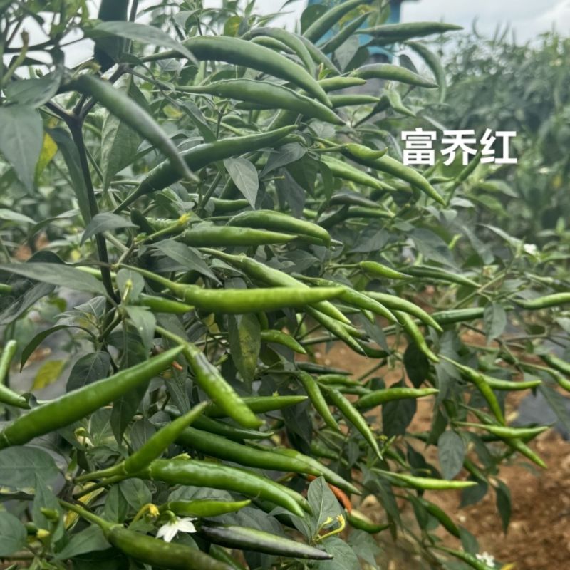 富乔红朝天椒种子抗寒耐热抗病香辣大果型朝天椒种子硬度好辣