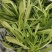 面条菜量大价优欢迎致电价格美丽基地直供全国发货