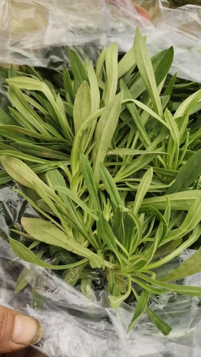 面条菜量大价优欢迎致电价格美丽基地直供全国发货