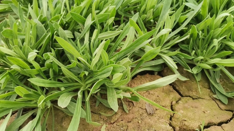面条菜量大价优欢迎致电价格美丽基地直供全国发货