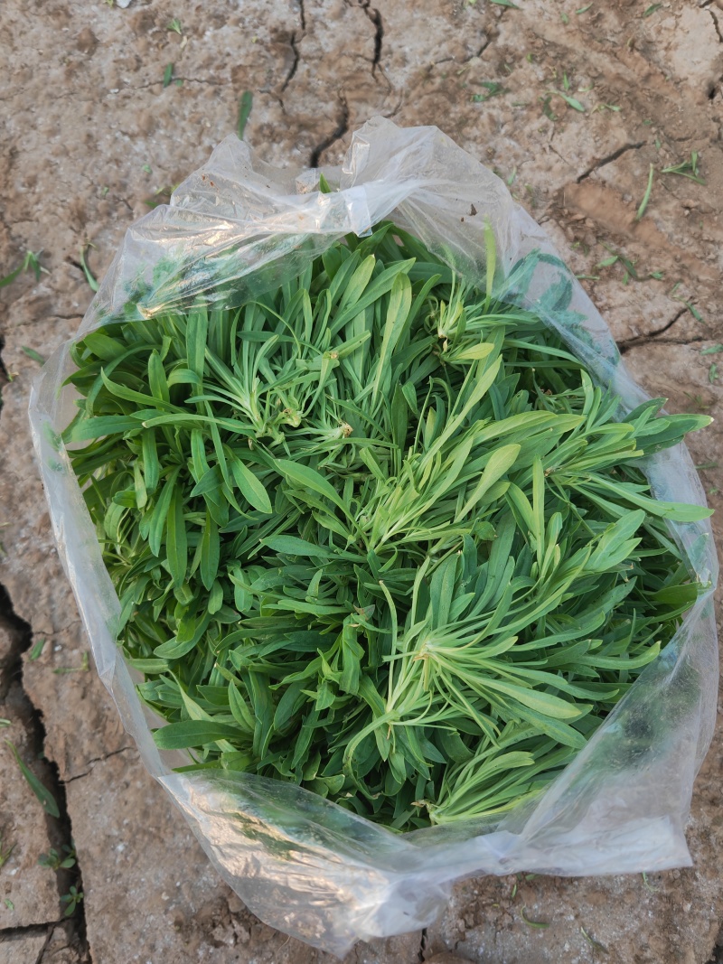 面条菜量大价优欢迎致电价格美丽基地直供全国发货