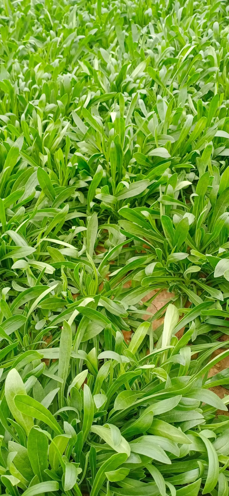 面条菜量大价优欢迎致电价格美丽基地直供全国发货