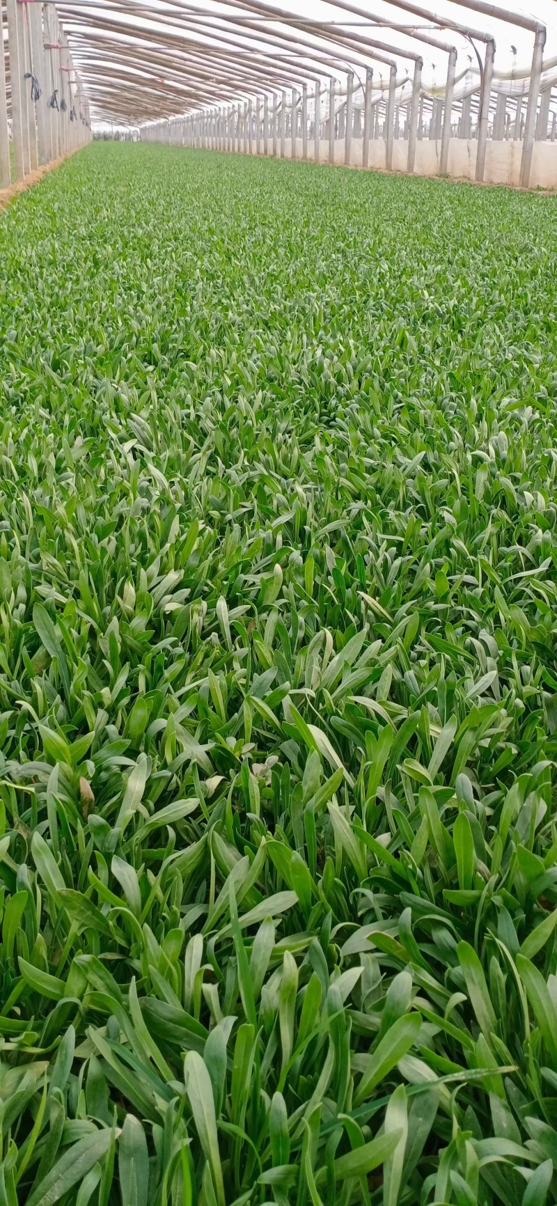 面条菜量大价优欢迎致电价格美丽基地直供全国发货