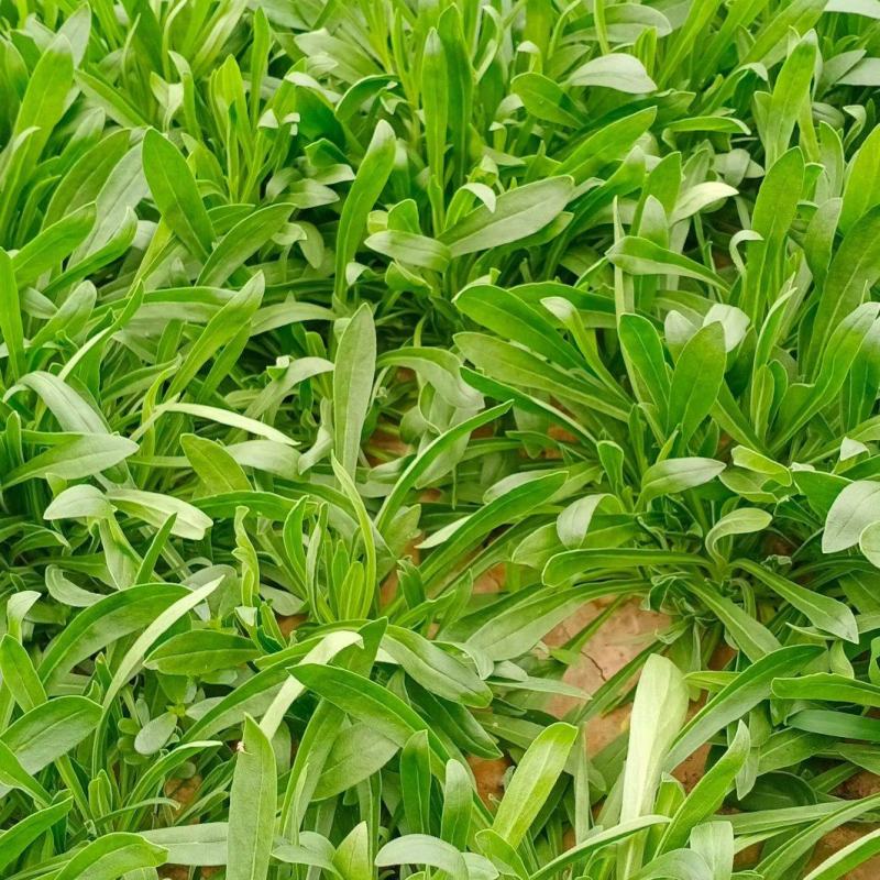 面条菜量大价优欢迎致电价格美丽基地直供全国发货