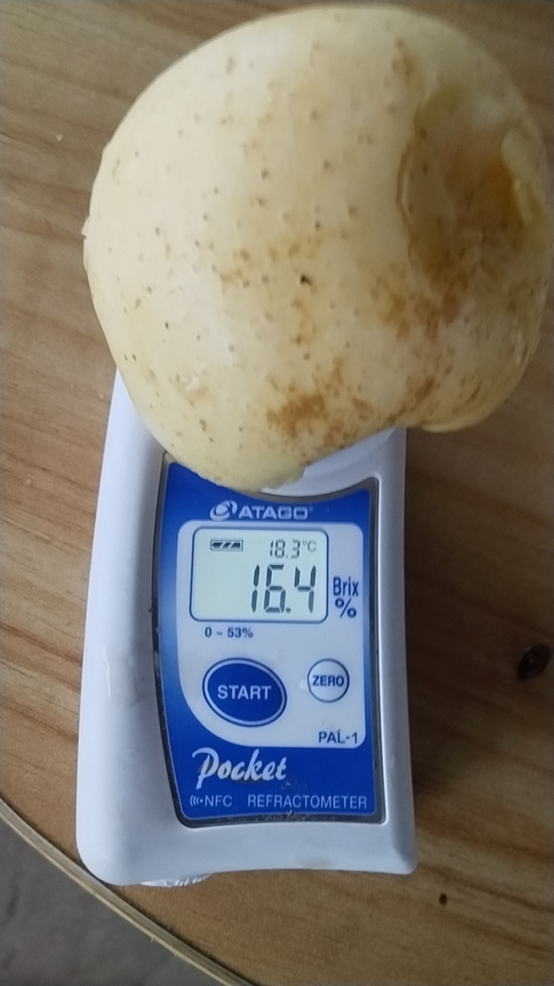 维纳斯苹果