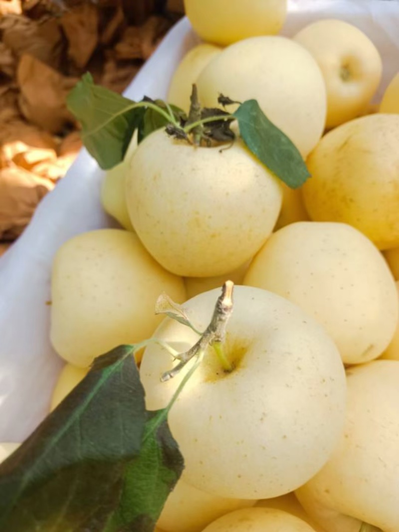 维纳斯苹果