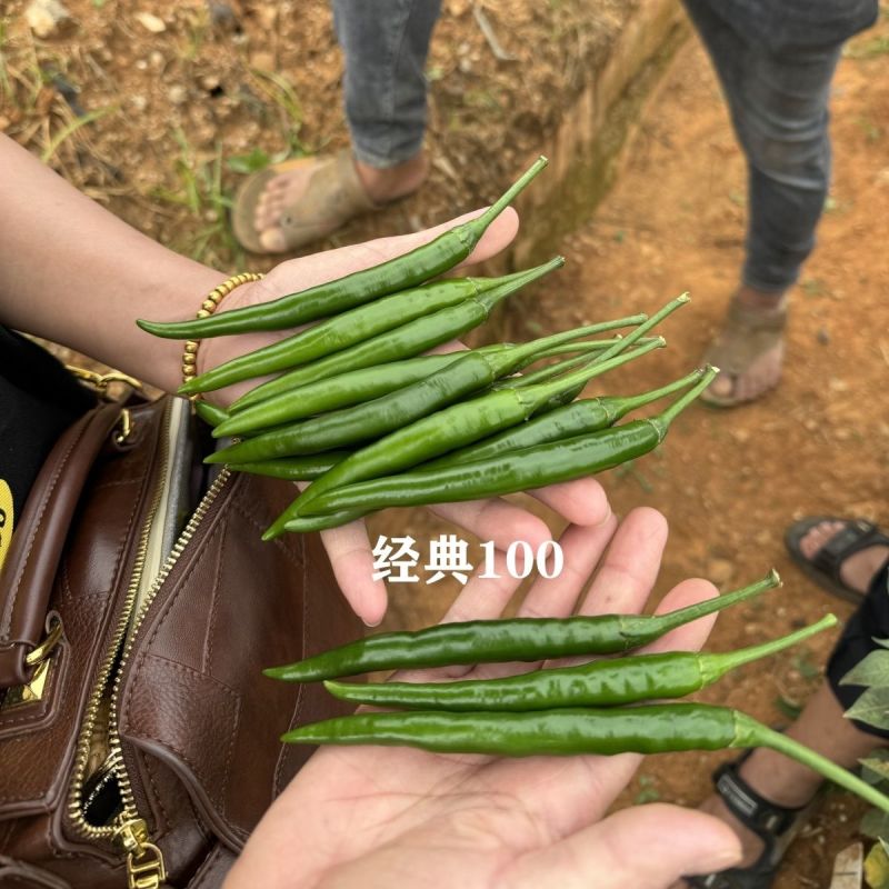 富乔红典100朝天椒种子早熟抗病强高产大果型朝天椒种子香