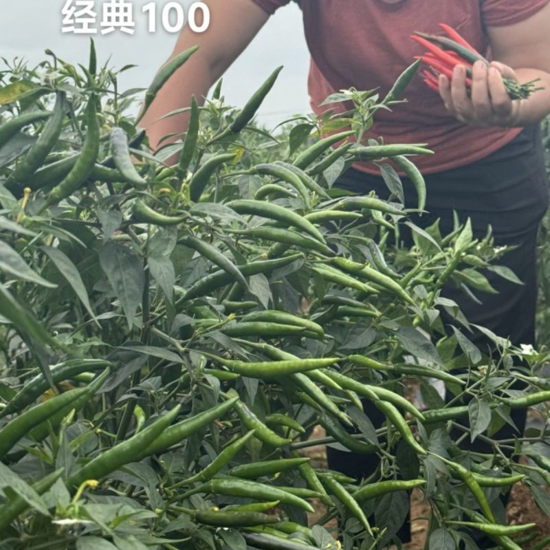 富乔红典100朝天椒种子早熟抗病强高产大果型朝天椒种子香